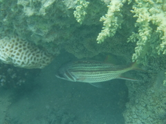 Neoniphon sammara