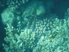 Neoniphon sammara
