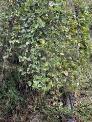 Mucuna macrocarpa