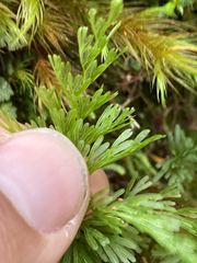 Hymenophyllum demissum