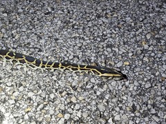 Python bivittatus