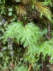Hymenophyllum demissum