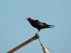 Corvus ruficollis