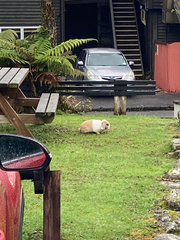 Oryctolagus cuniculus domesticus