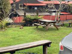 Oryctolagus cuniculus domesticus