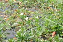 Ludwigia adscendens