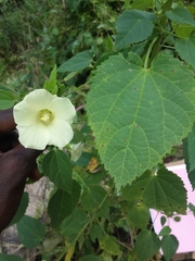 Hibiscus vitifolius
