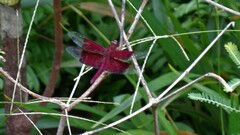 Camacinia gigantea