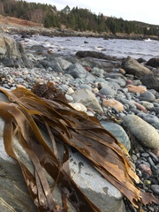 Laminariaceae