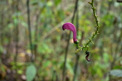 Centropogon urubambae