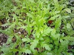 Angiospermae
