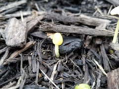 Bolbitius variicolor