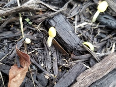 Bolbitius variicolor