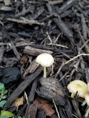 Bolbitius variicolor