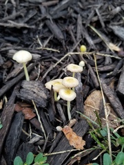 Bolbitius variicolor