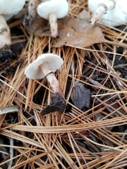 Lepiota lilacea