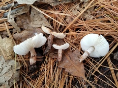 Lepiota lilacea