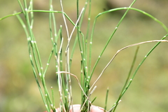 Equisetum bogotense