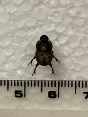 Onthophagus