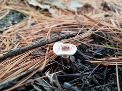 Lepiota lilacea