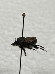 Onthophagus