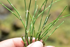 Equisetum bogotense