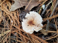 Lepiota lilacea