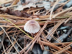 Lepiota lilacea