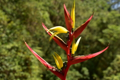 Heliconia hirsuta