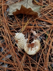 Lepiota lilacea