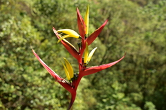 Heliconia hirsuta