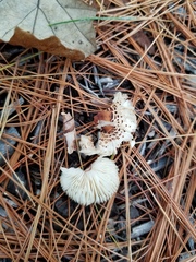 Lepiota lilacea