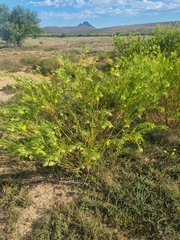 Gomphocarpus fruticosus