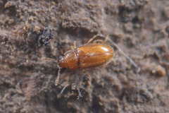 Cryptophagidae