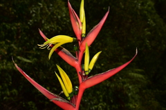 Heliconia hirsuta