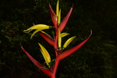 Heliconia hirsuta