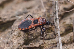 Haematoloecha nigrorufa