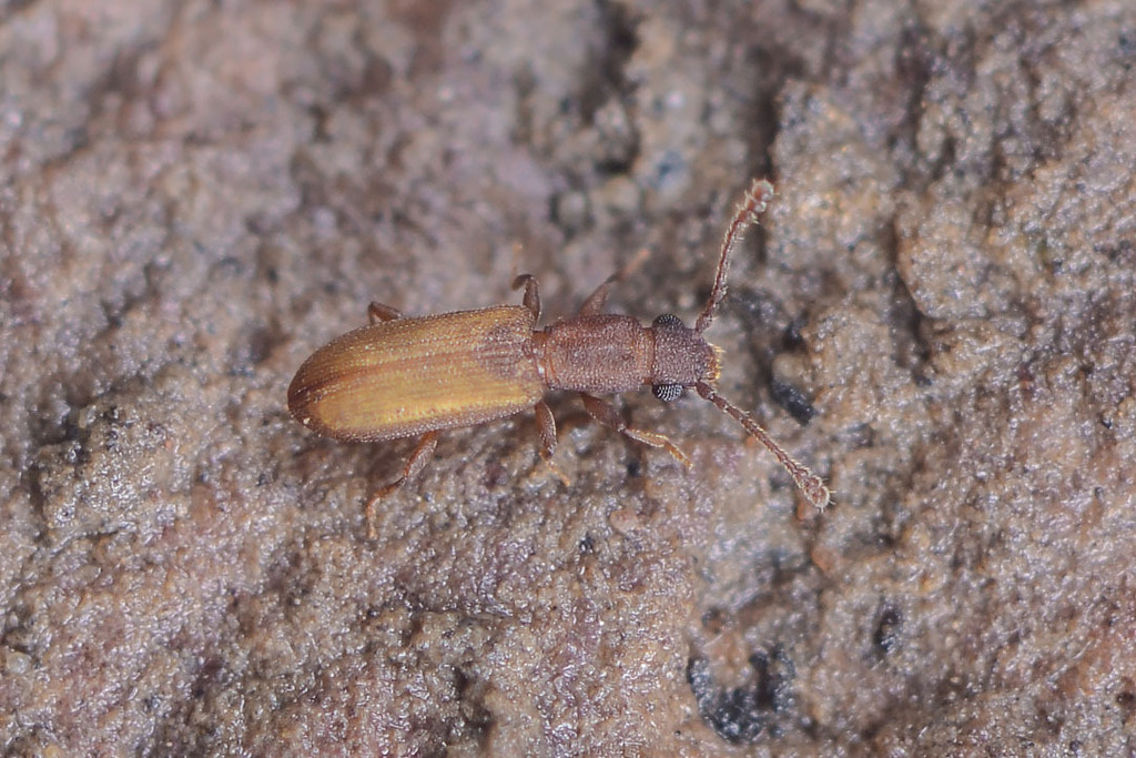 Silvanoprus cephalotes