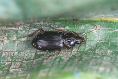 Synuchus