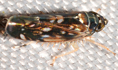 Scaphoideus