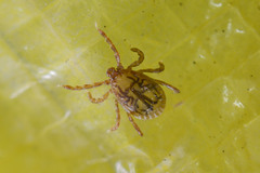 Haemaphysalis longicornis