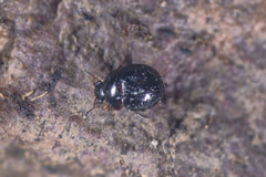 Agathidiini