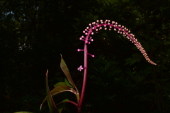 Phytolacca rivinoides