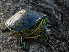 Trachemys venusta venusta