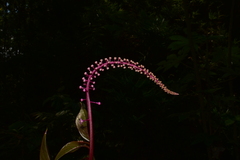 Phytolacca rivinoides