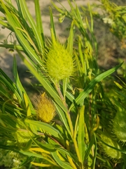 Gomphocarpus fruticosus