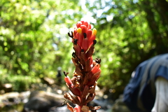 Renealmia thyrsoidea