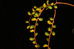 Chamaedorea pinnatifrons