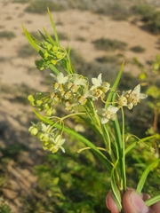 Gomphocarpus fruticosus