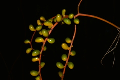 Chamaedorea pinnatifrons